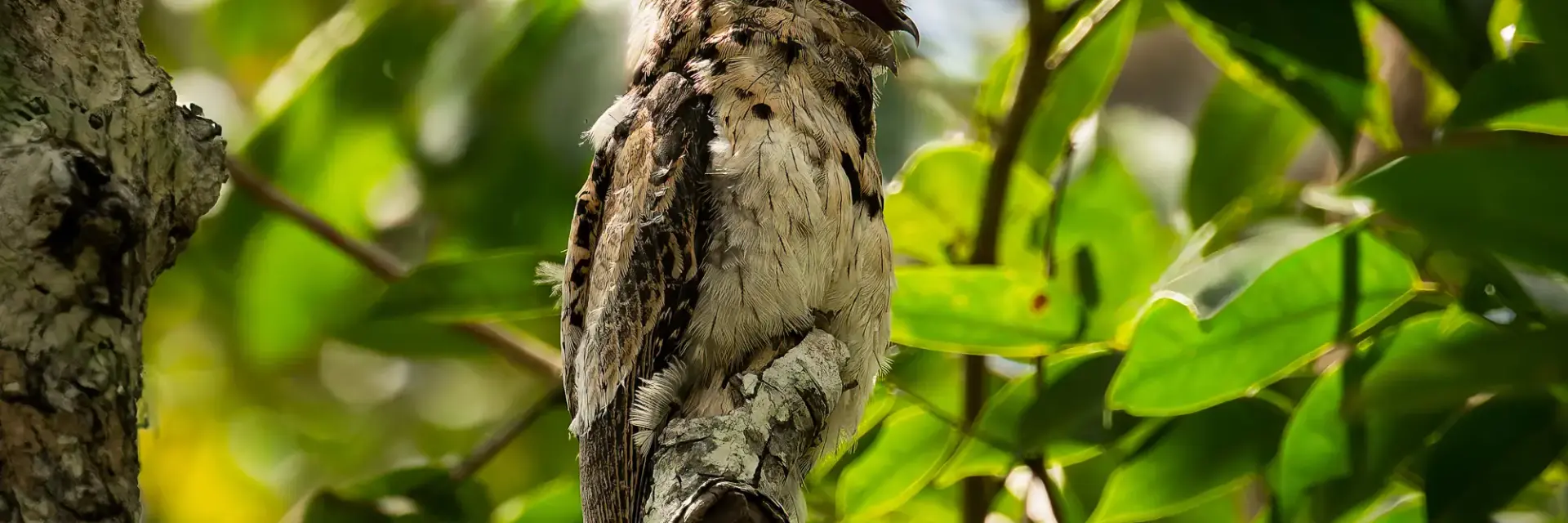 22 Facts About Potoo Birds That Will Amaze You