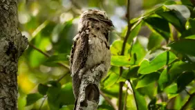 22 Facts About Potoo Birds That Will Amaze You