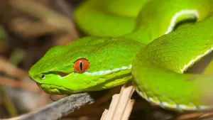 25 Facts about Tree Vipers