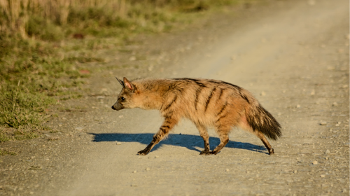 Discover 10 Fascinating Facts about Aardwolves