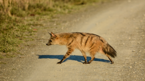 Discover 10 Fascinating Facts about Aardwolves
