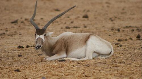 10 Fascinating Facts About the Addax