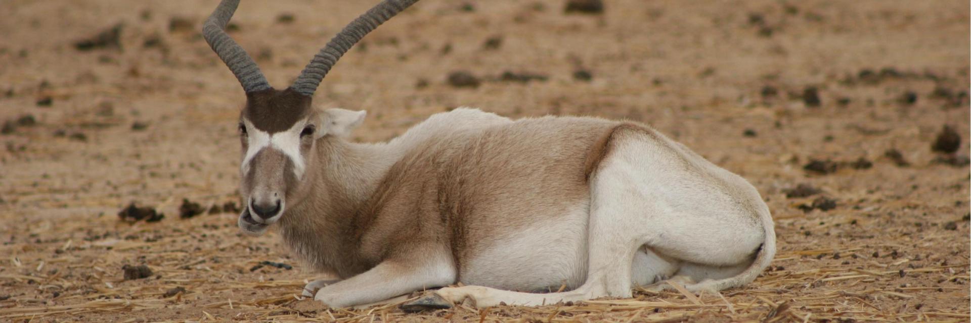 10 Fascinating Facts About the Addax