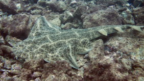 10 Fascinating Angelshark Facts: Unveiling the Mysteries of These Ancient Predators