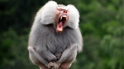 Unveiling the Fascinating World of Baboons: 10 Riveting Facts