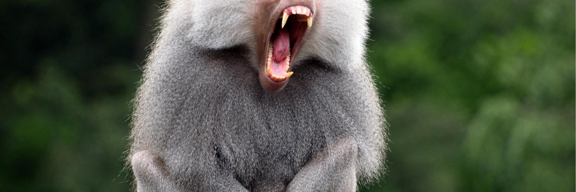 Unveiling the Fascinating World of Baboons: 10 Riveting Facts