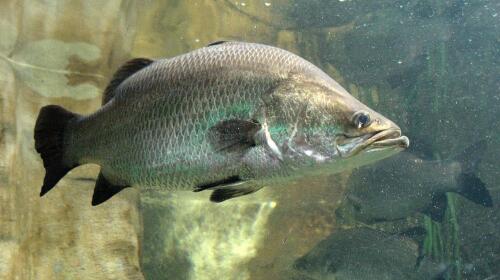 10 Fascinating Facts About Barramundi Fish