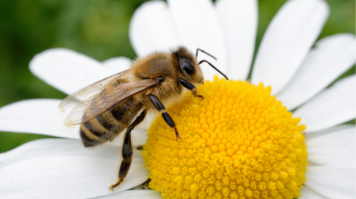 10 Facts About Bee You Need to Know