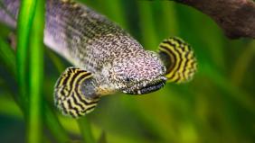 10 Fascinating Facts About Bichir