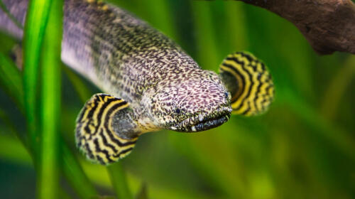 10 Fascinating Facts About Bichir