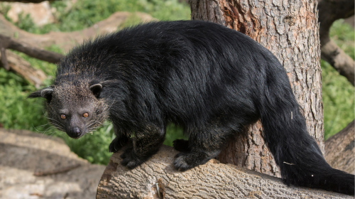 Exploring Binturongs: 10 Fascinating Facts You Need to Know
