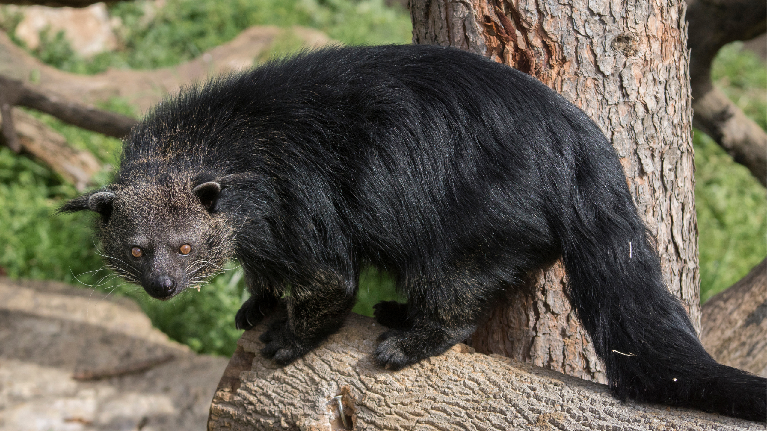 Exploring Binturongs: 10 Fascinating Facts You Need to Know