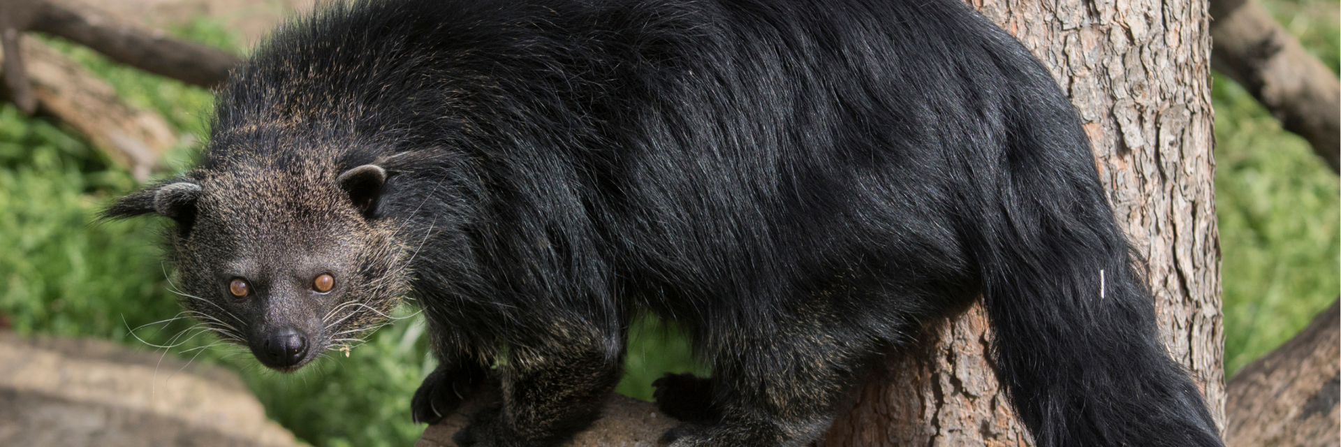 Exploring Binturongs: 10 Fascinating Facts You Need to Know
