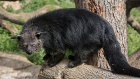 Exploring Binturongs: 10 Fascinating Facts You Need to Know