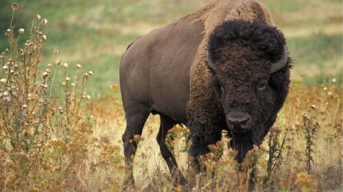 10 Fascinating Facts About Bison: Giants of the Prairie