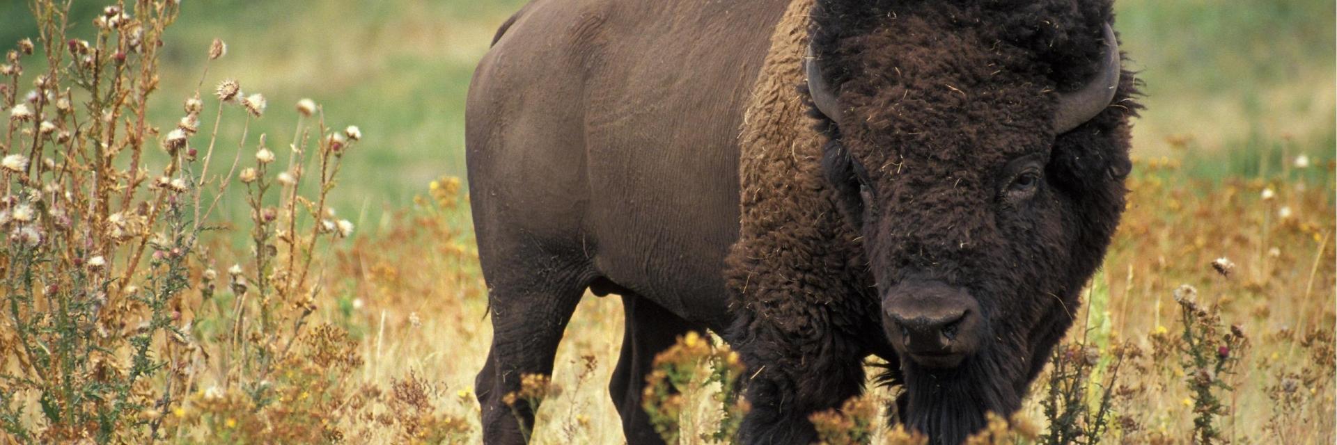 10 Fascinating Facts About Bison: Giants of the Prairie