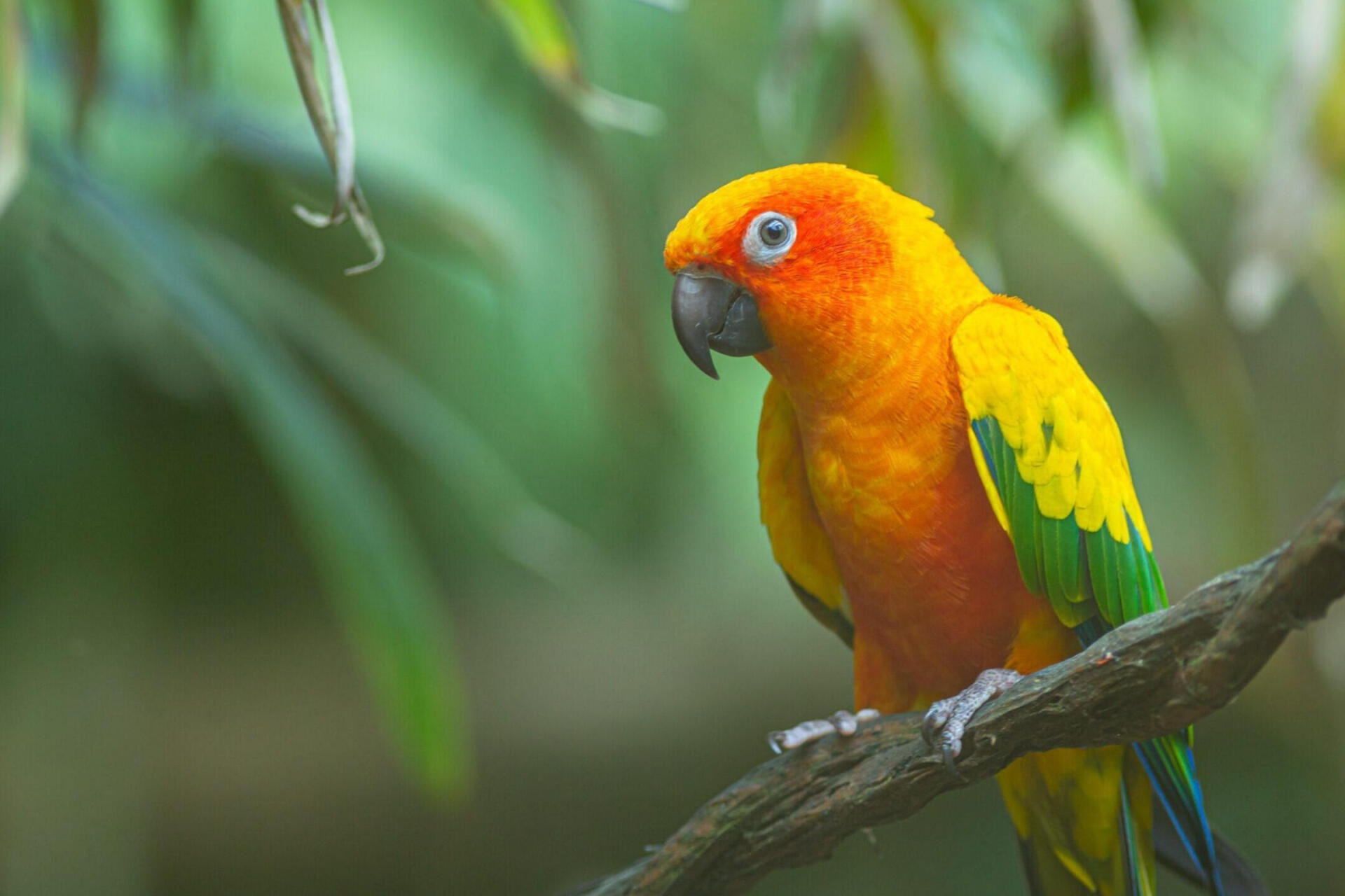 10 Fascinating Facts About the Extinct Carolina Parakeet