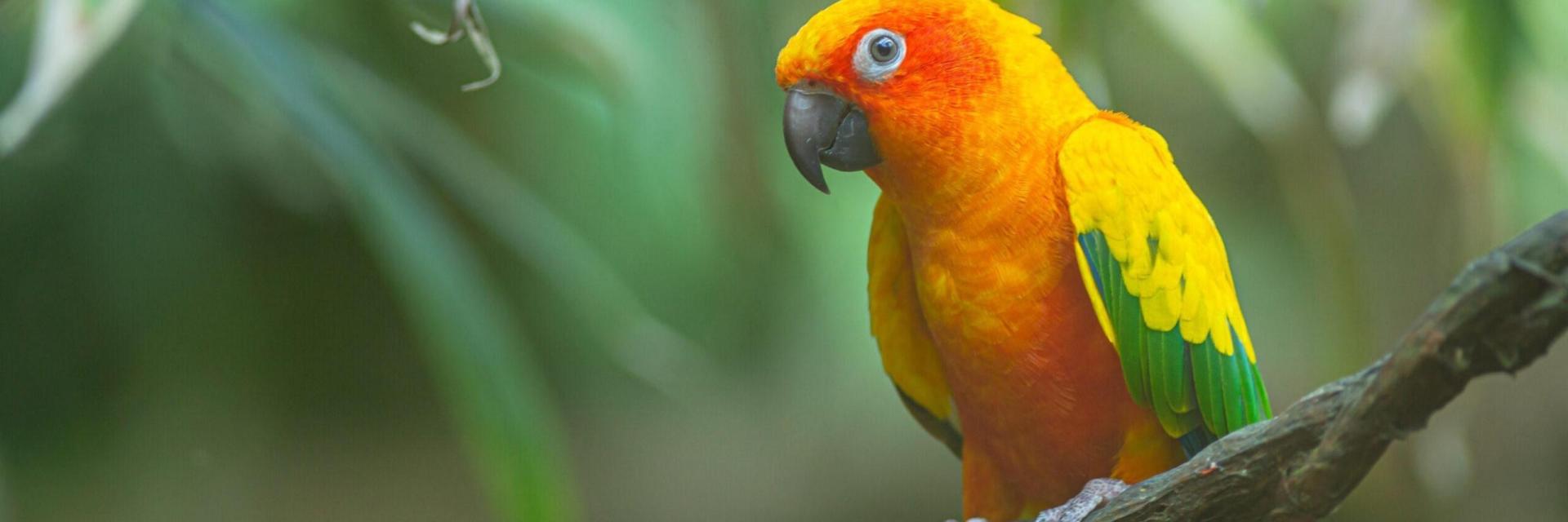 10 Fascinating Facts About the Extinct Carolina Parakeet