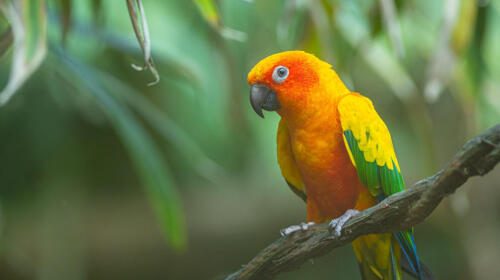 10 Fascinating Facts About the Extinct Carolina Parakeet