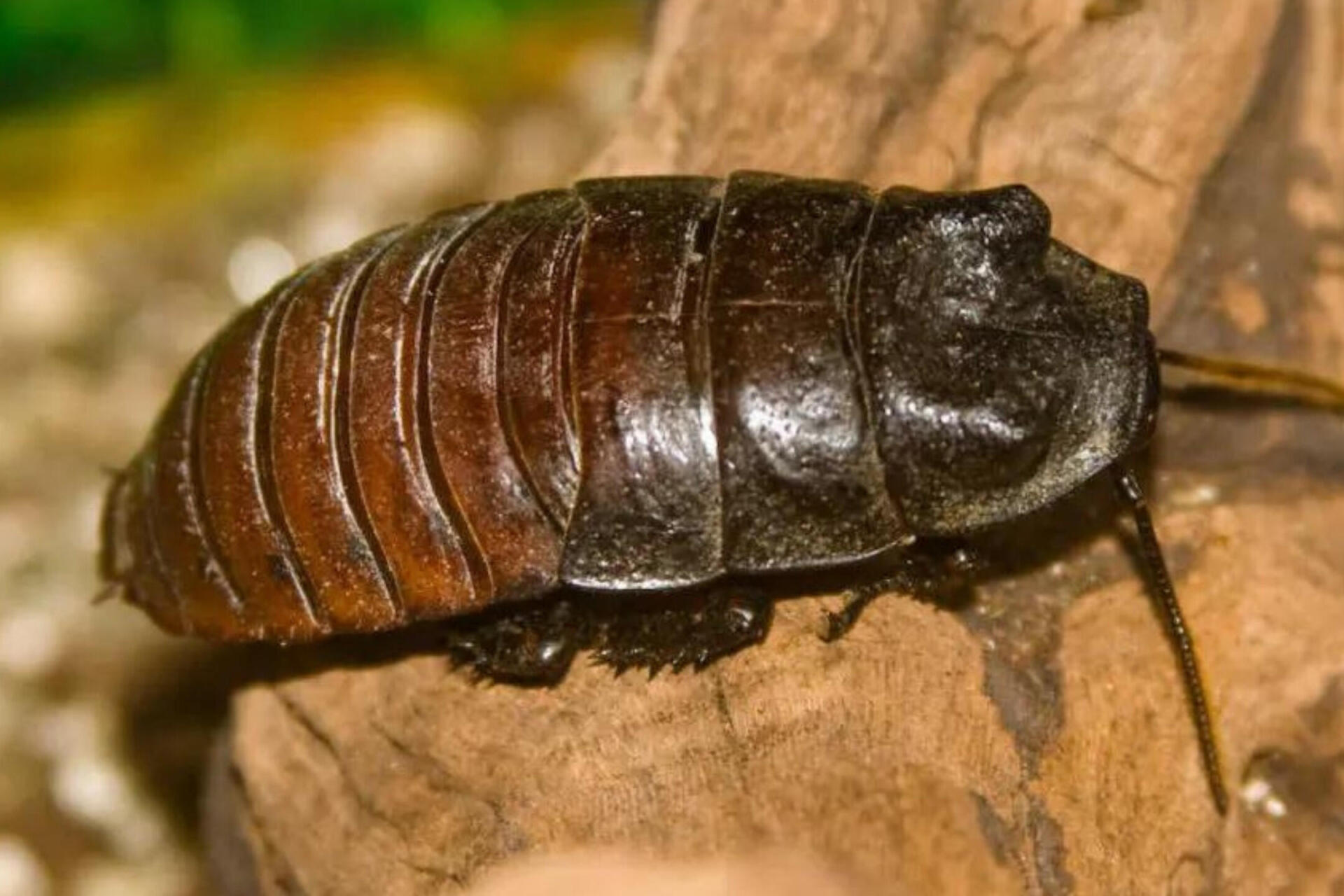 12 Fascinating Facts About Dubia Cockroaches: A Complete Guide