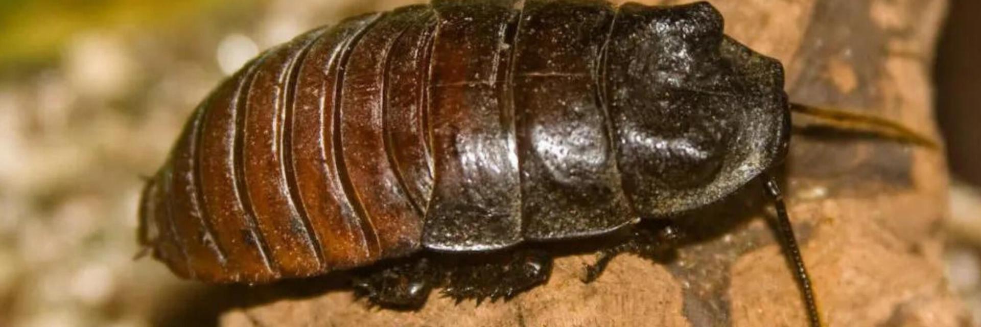 12 Fascinating Facts About Dubia Cockroaches: A Complete Guide