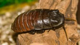 12 Fascinating Facts About Dubia Cockroaches: A Complete Guide