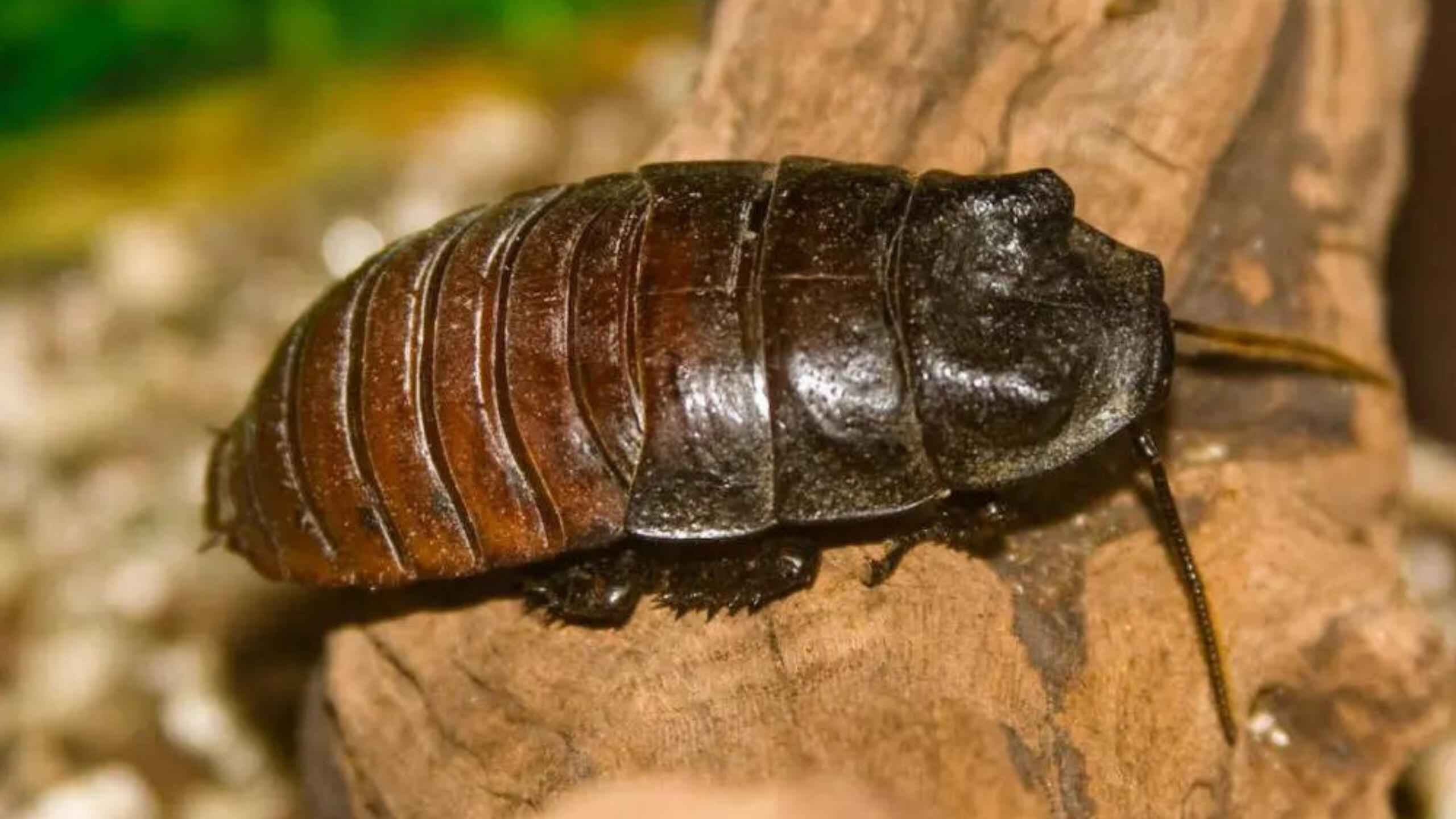 12 Fascinating Facts About Dubia Cockroaches: A Complete Guide