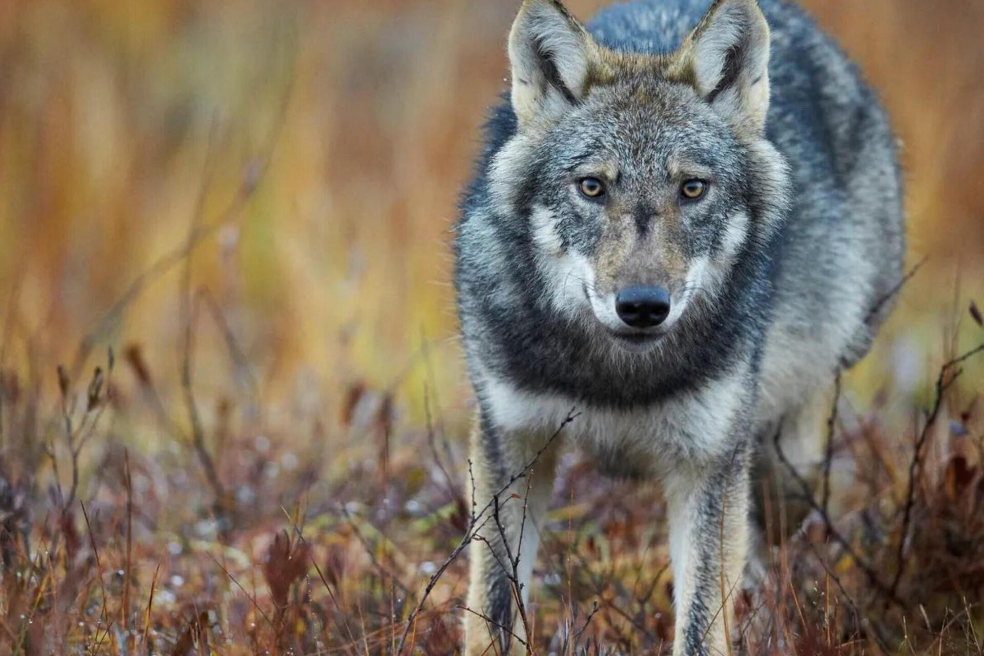 10 Fascinating Facts About the Eurasian Wolf