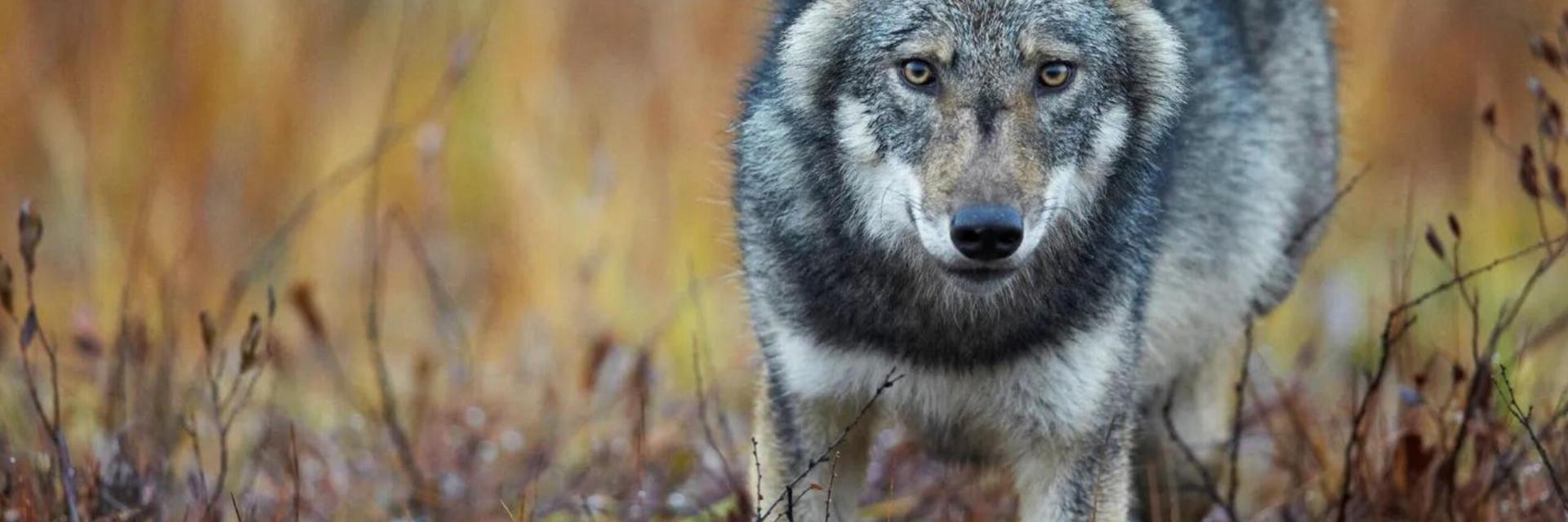 10 Fascinating Facts About the Eurasian Wolf