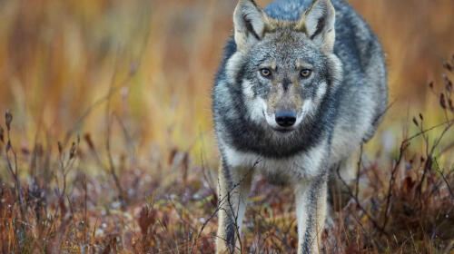10 Fascinating Facts About the Eurasian Wolf
