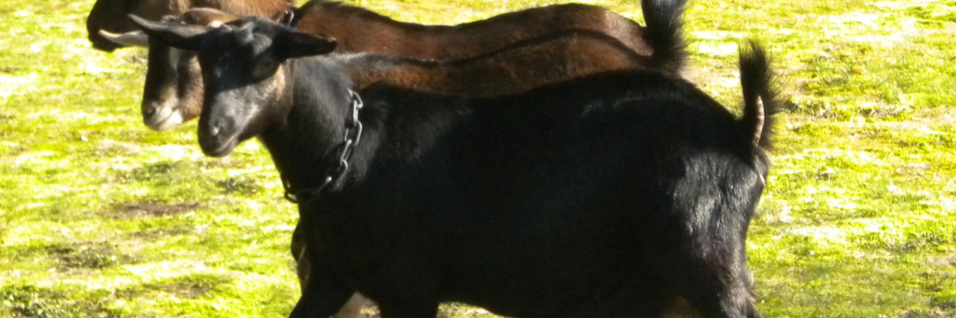 10 Fascinating Facts About Kinder Goats