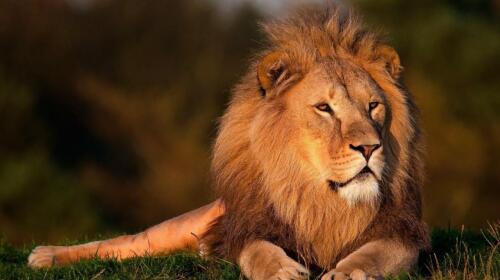 Unveiling 10 Fascinating Lion Facts: A Closer Look