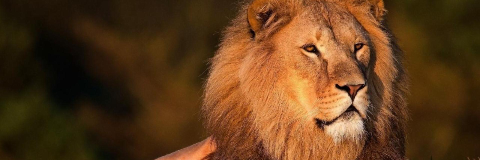 Unveiling 10 Fascinating Lion Facts: A Closer Look
