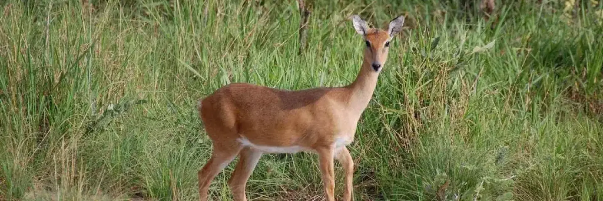 23 Fascinating Facts about Oribi – Discover Africa’s Graceful Antelope