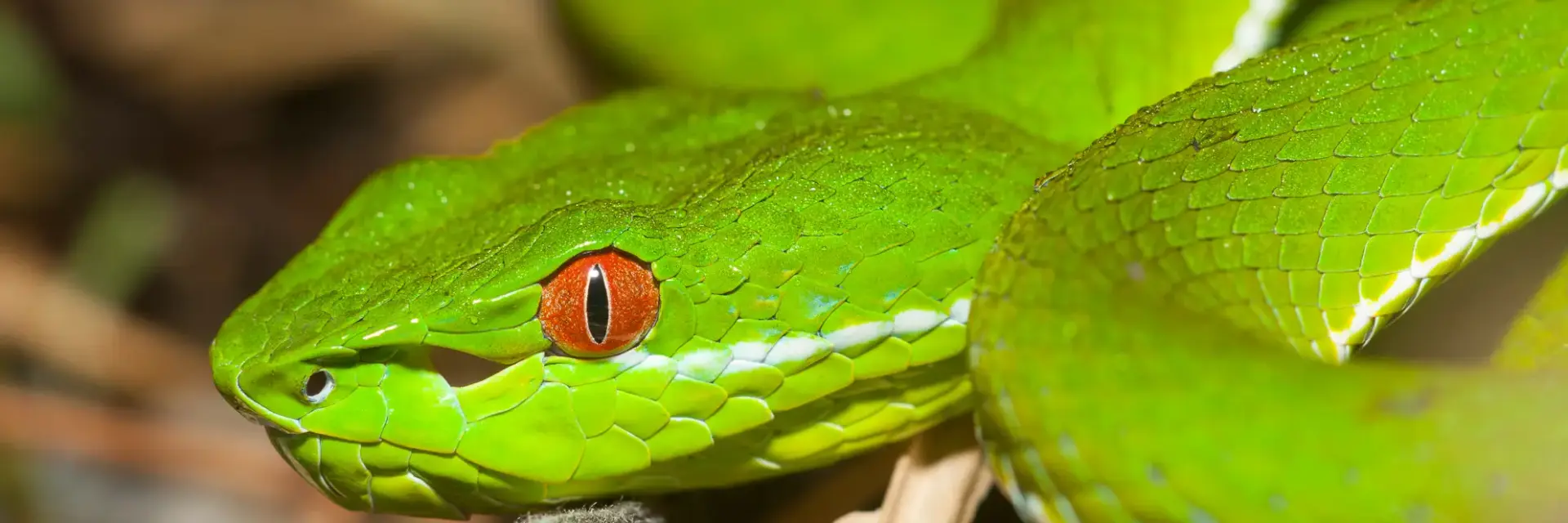 25 Facts about Tree Vipers