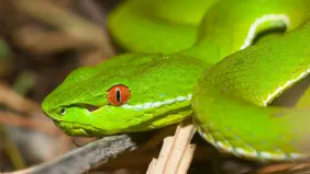 25 Facts about Tree Vipers