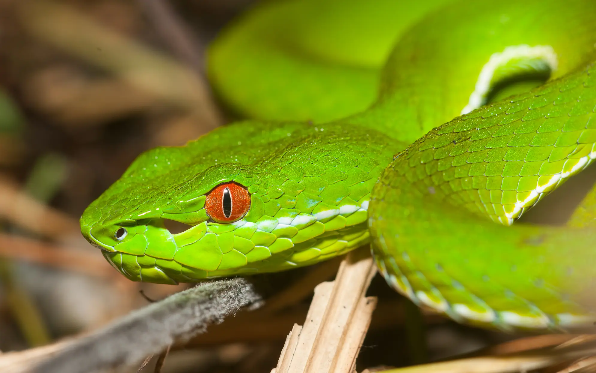 25 Facts about Tree Vipers