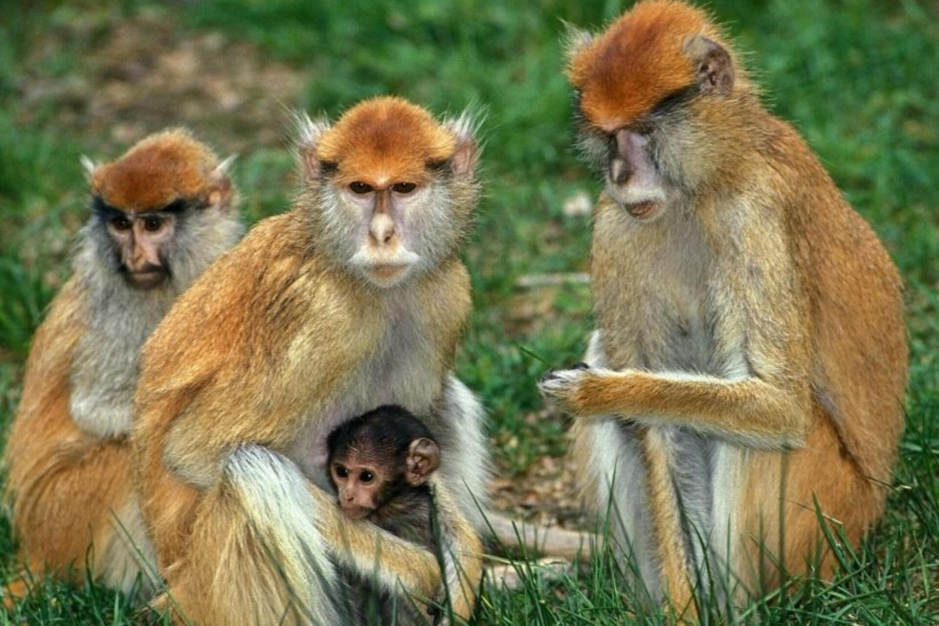 12 Fascinating Facts About Patas Monkeys: Discover the Secrets of the Speedy Primate