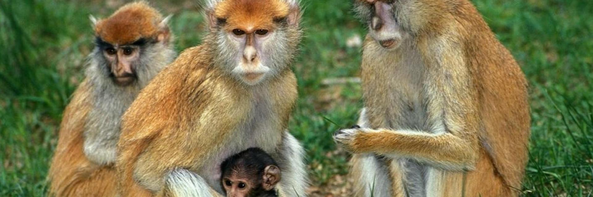 12 Fascinating Facts About Patas Monkeys: Discover the Secrets of the Speedy Primate