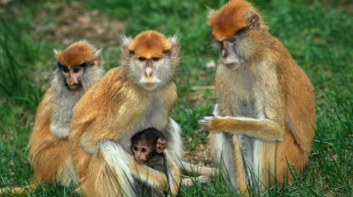 12 Fascinating Facts About Patas Monkeys: Discover the Secrets of the Speedy Primate