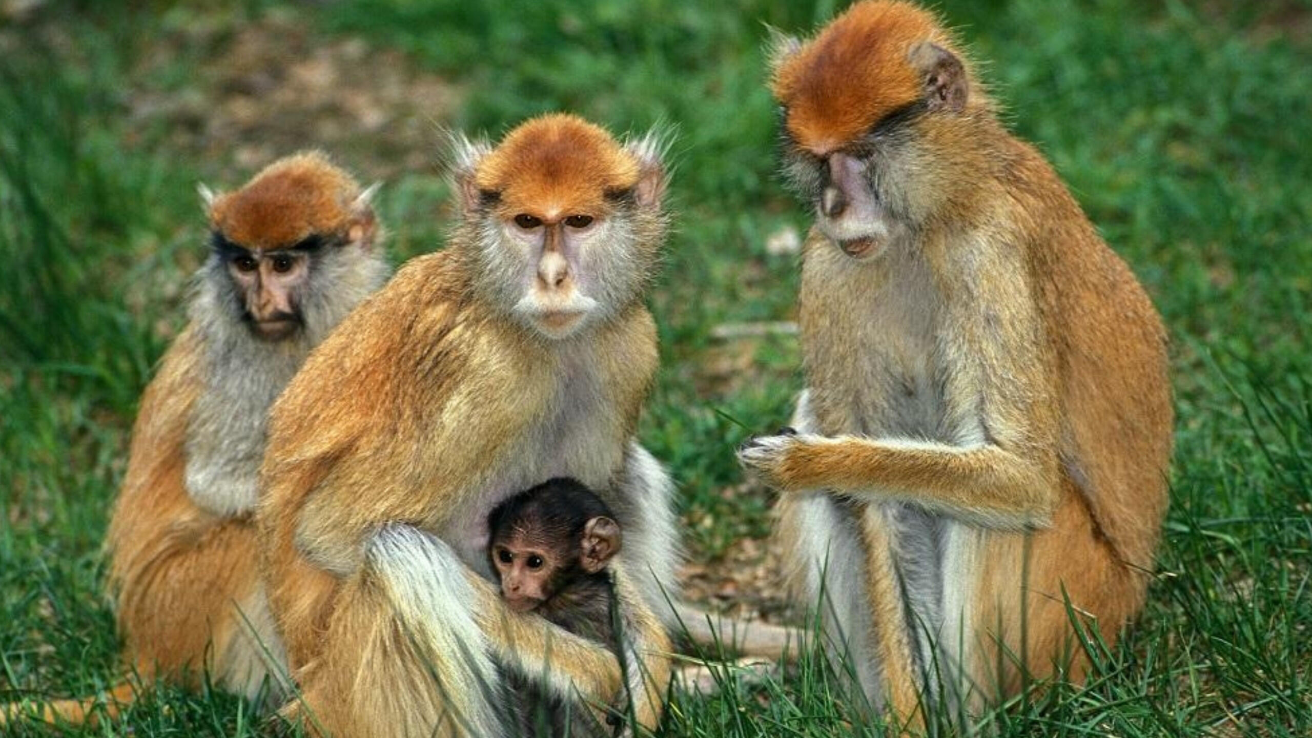 12 Fascinating Facts About Patas Monkeys: Discover the Secrets of the Speedy Primate