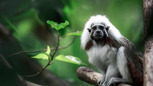 10 Fascinating Facts About the Pied Tamarin