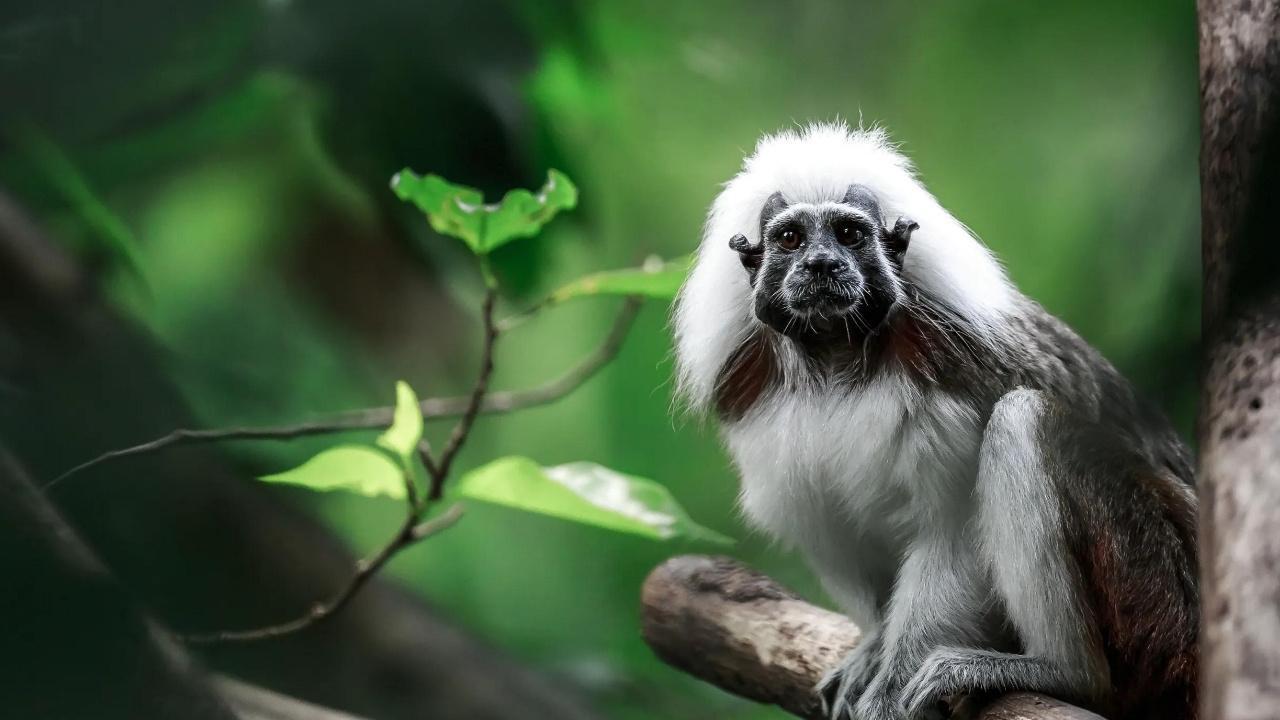 10 Fascinating Facts About the Pied Tamarin