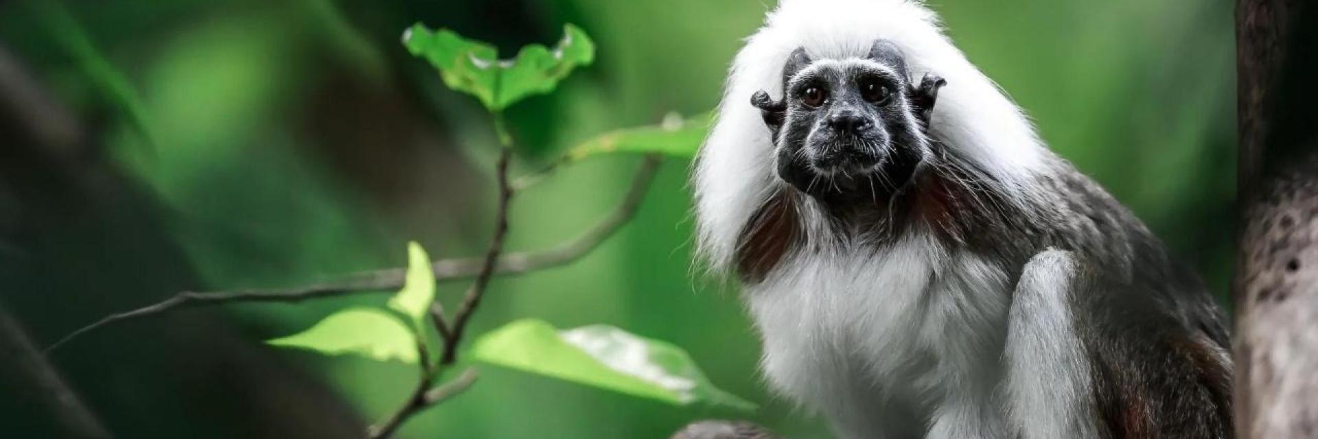 10 Fascinating Facts About the Pied Tamarin