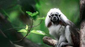 10 Fascinating Facts About the Pied Tamarin