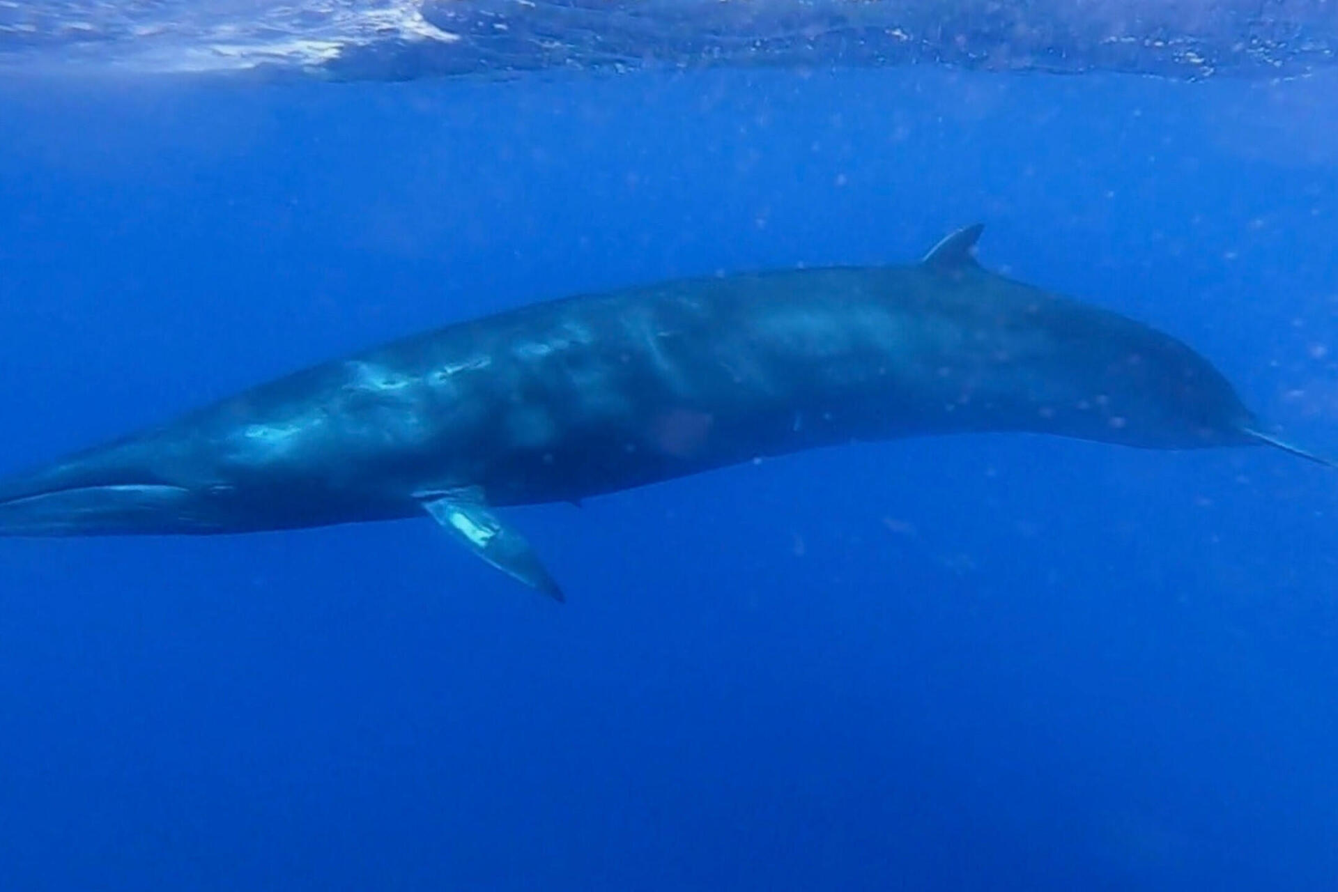 10 Fascinating Facts About the Sei Whale