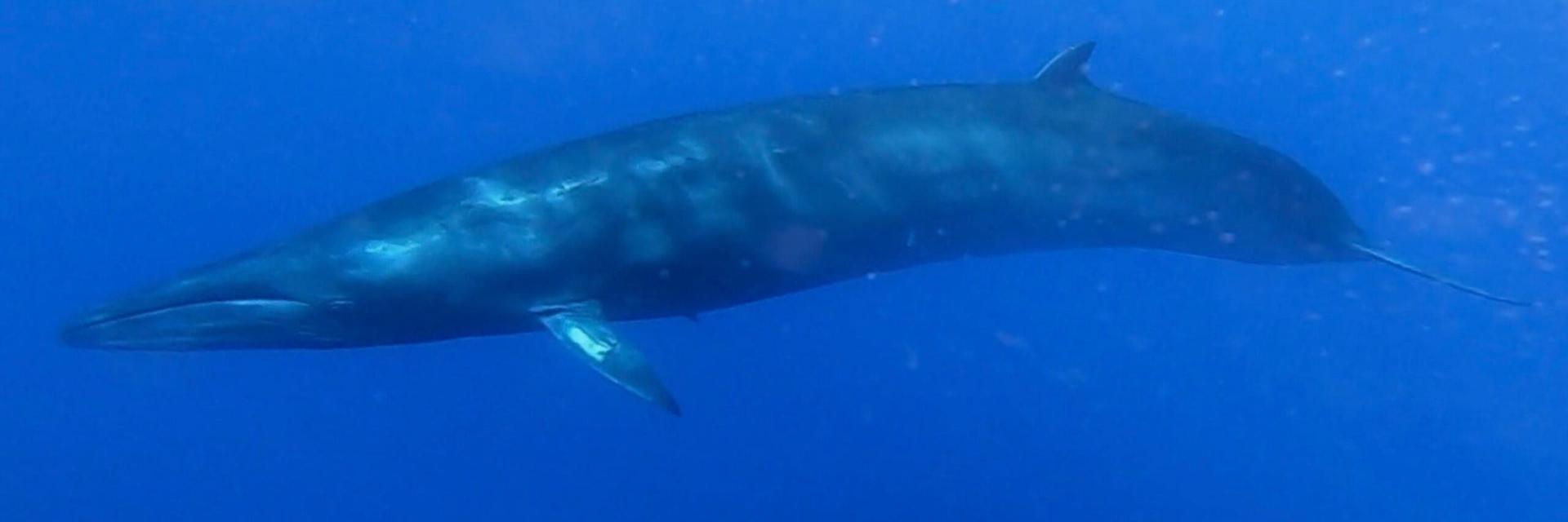 10 Fascinating Facts About the Sei Whale