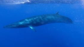 10 Fascinating Facts About the Sei Whale