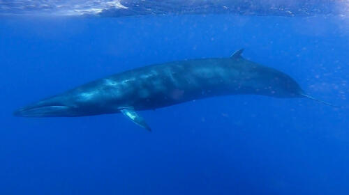 10 Fascinating Facts About the Sei Whale
