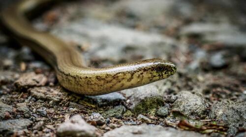 10 Fascinating Facts About the Slow Worm